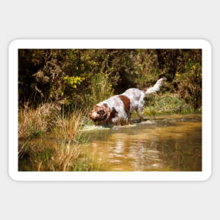 Water stalking Spinone Sticker